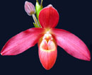 Memoria Dick Clements (sargentianum 'Terry' x besseae)